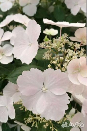 Гортензия Сбежавшая невеста