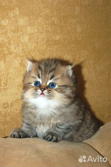 Персидские котята