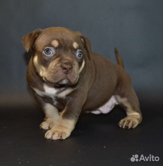 Американский булли