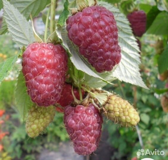 Саженцы малины, клубники