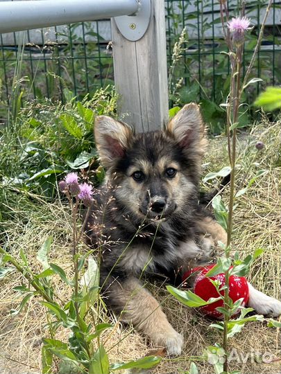 Щенки бесплатно