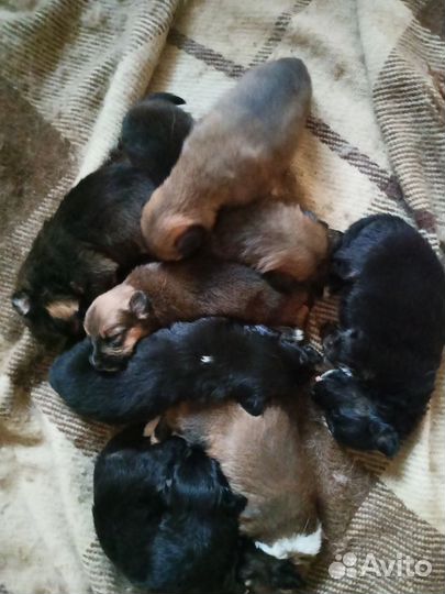 Щенок в добрые руки