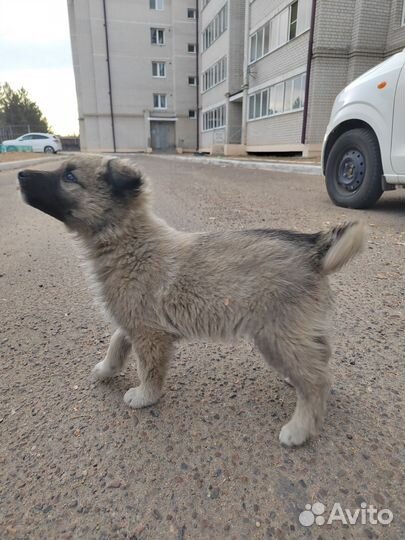 Собаки бесплатно