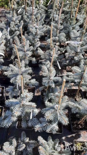 Голубые ели,горные сосны,можжевельники