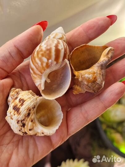 Ракушки и камешки для аквариума