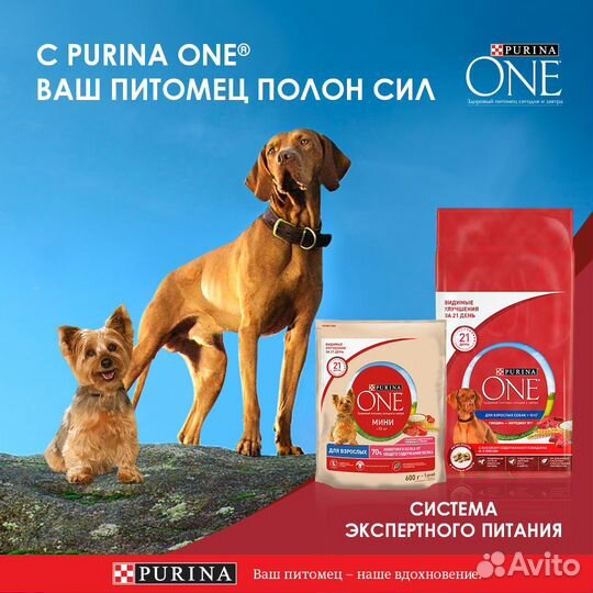 Purina ONE паучи с лососем для взрослых собак малы