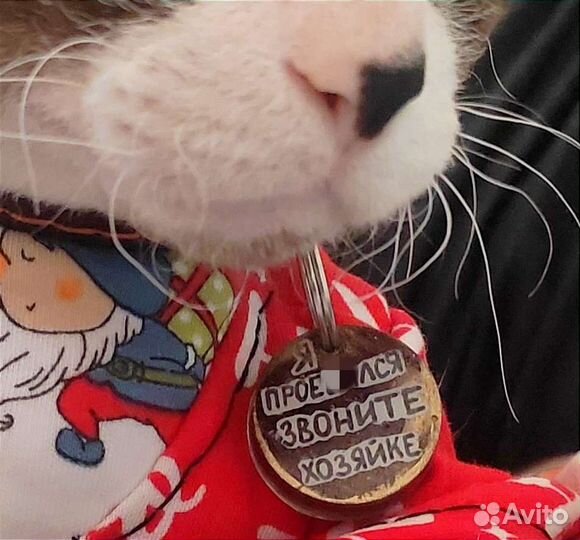 Адресник для собак и кошек