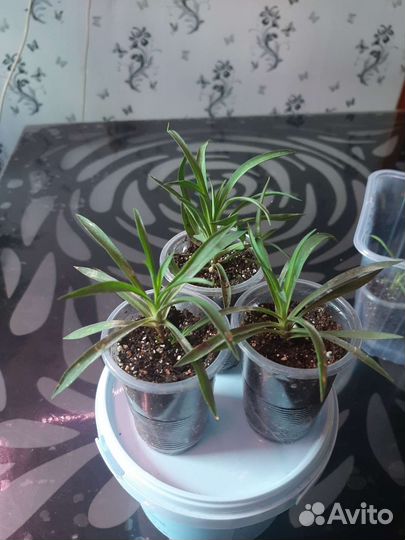 Гвоздика ампельная многолетняя