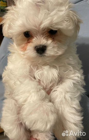 Мальтезе болонка