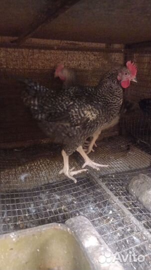 Молодые петушки