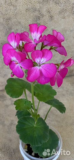 Герань, пеларгония