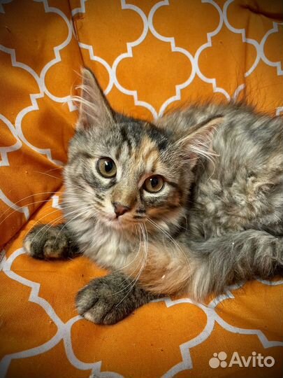 Три шикарные девочки 3 мем в дар (стерилизованы)