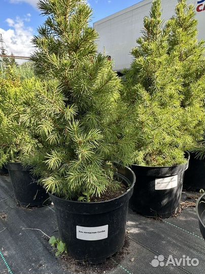 Ель канадская саженцы Коника из питомника