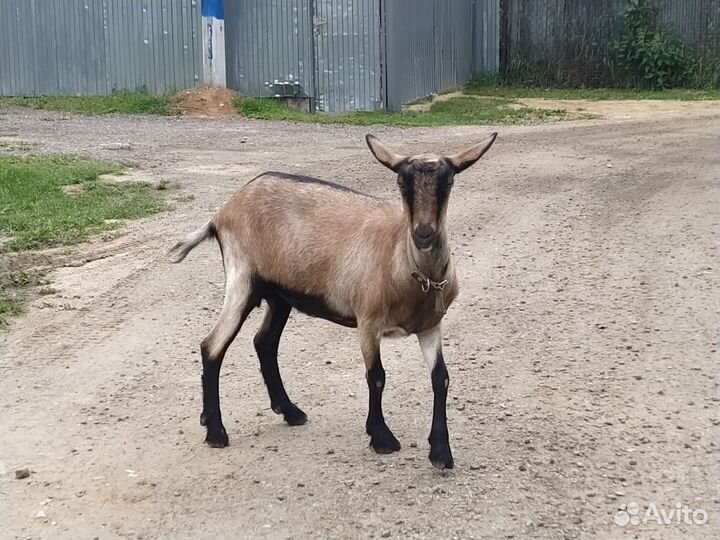 Вкусное козье молоко