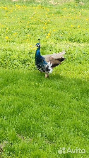 Павлины продажа