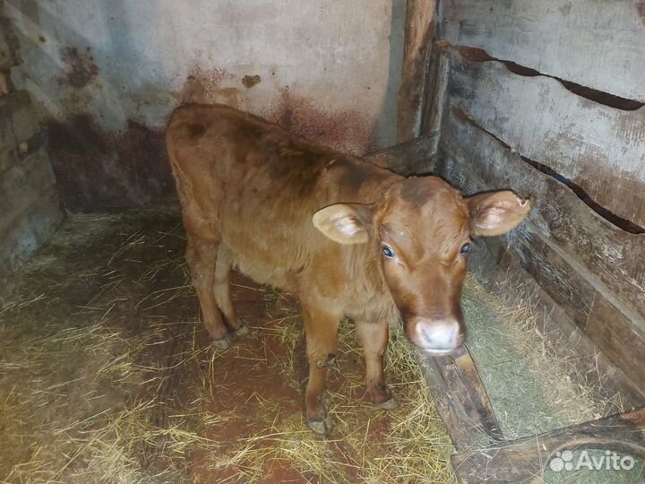 Продаются телета