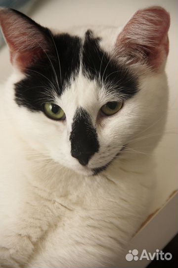 Кошечка Изабелла кошка в дар