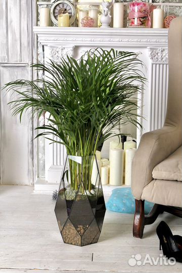 Пальма арека дипсис в кашпо