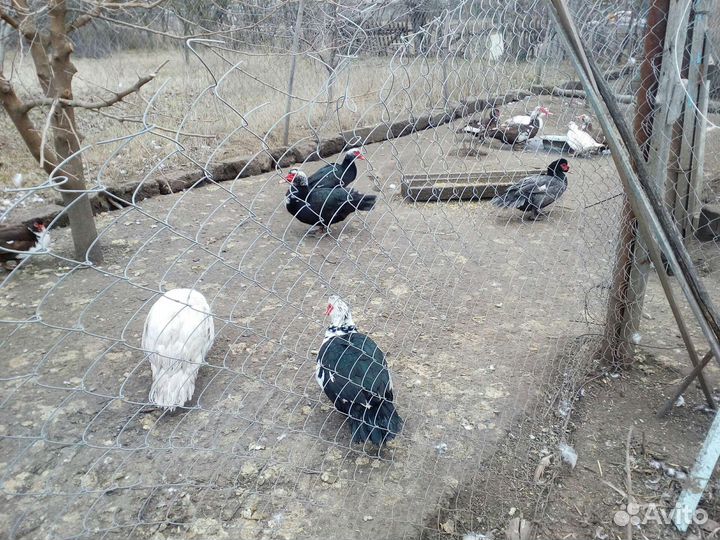 Утки шипуны