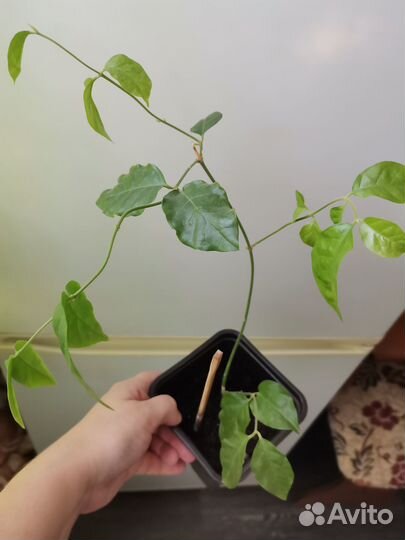 Сингониум Панда,Империал Вайт,Конфетти от 350-400