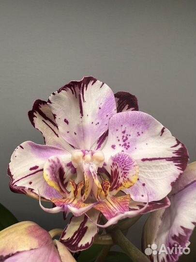 Орхидея Magic Art