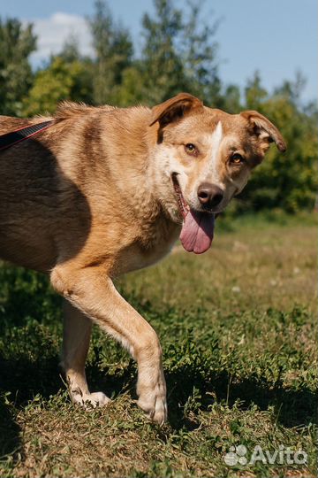 Невероятный пес