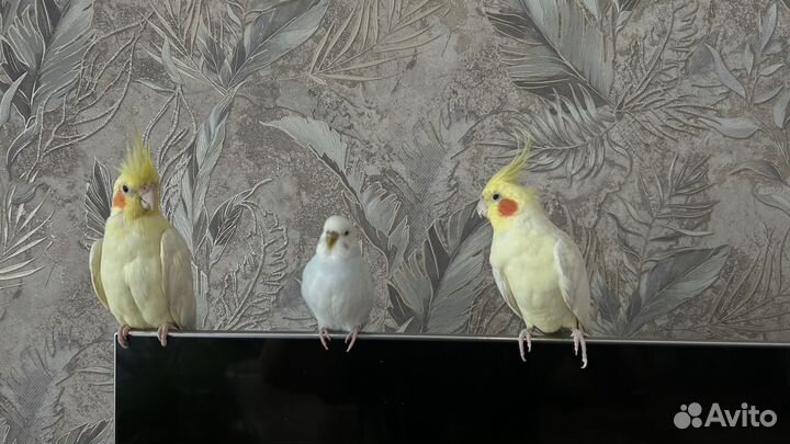 Попугай корелла