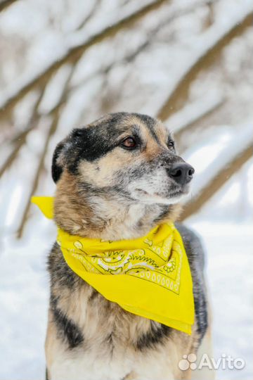 Чудесный пес в добрые руки