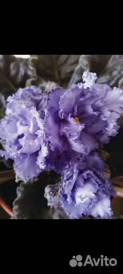 Фиалка сортовая