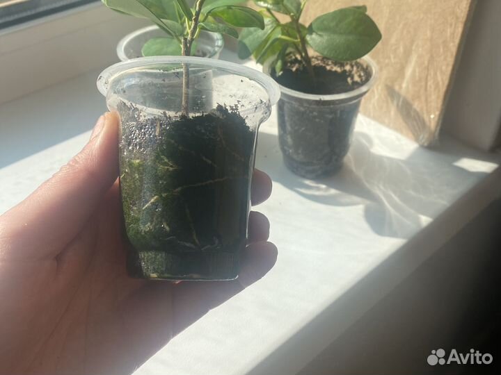 Фикус мокламе