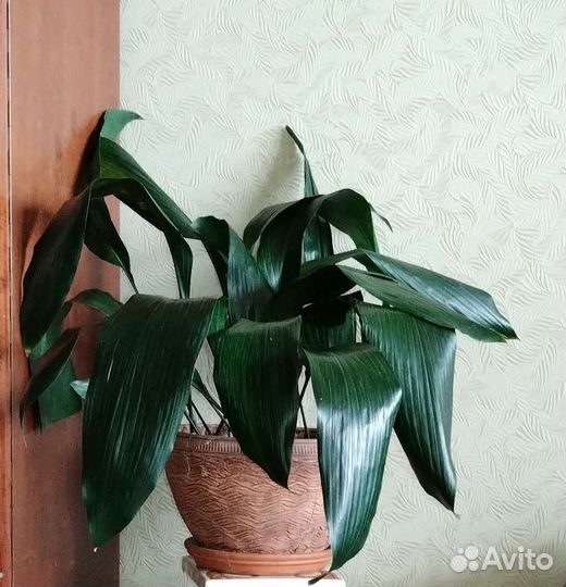 Кактус Миля. Пальма