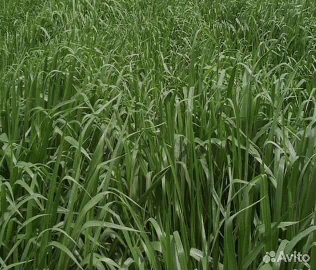 Сено суданка