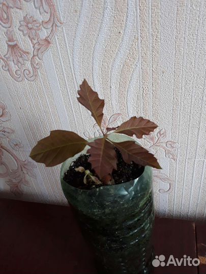 Дуб канадский, Дуб остролистный саженцы