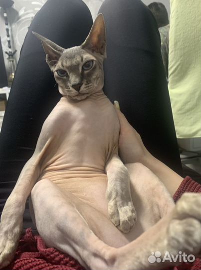 Кот сфинкс вязка
