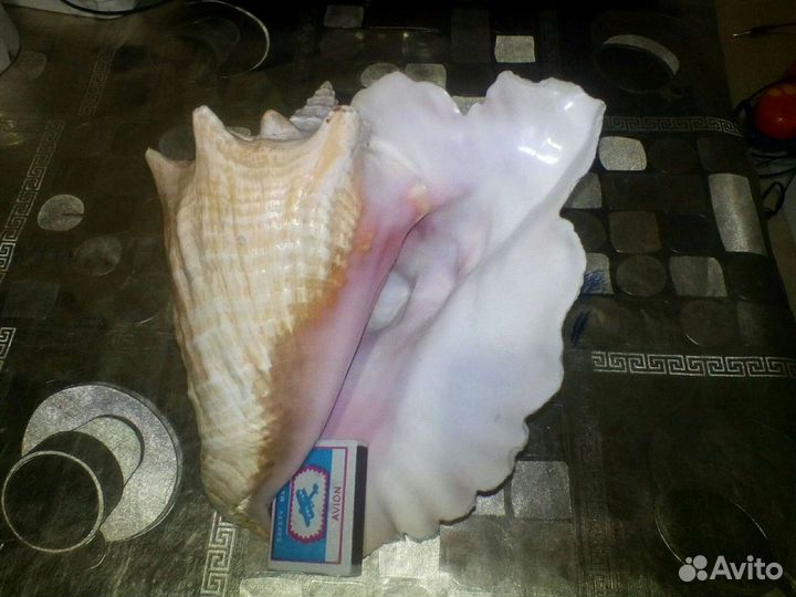 Ракушка огромная