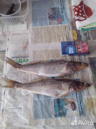 Чехонь свежая,вяленая,судак