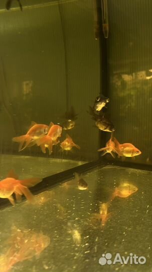 Аквариумные рыбки