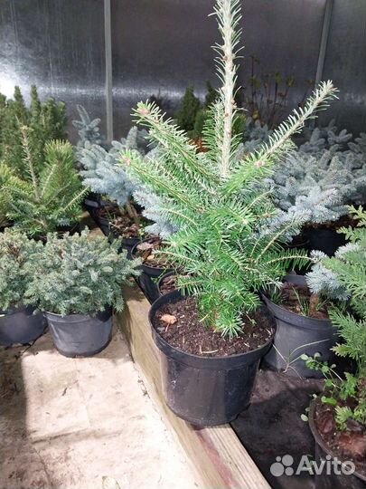 Пихта корейская из питомника