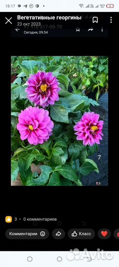 Черенки георгинов вегетативных