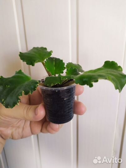 Фиалки (детки)