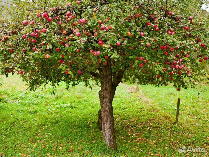 Обработка Уничтожение клещей, муравьев Дезинфекция