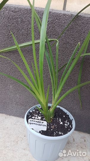 Орхидея цимбидиум