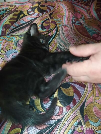 Отдам в добрые руки мама бенгалка