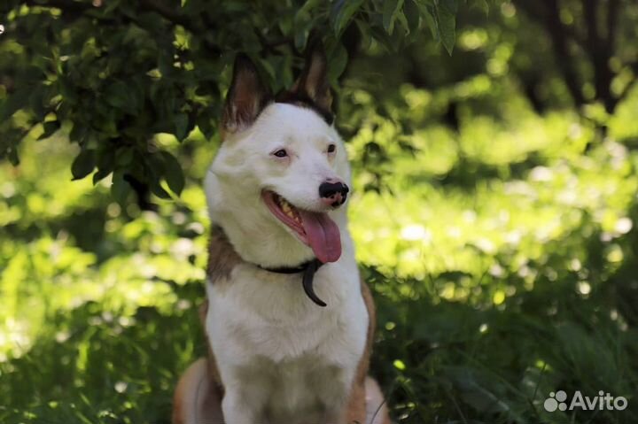 Бывшедомашняя Сьюзи ищет дом