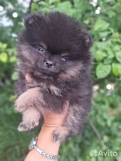 Шпиц мальчик мини