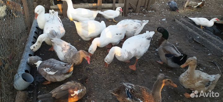 Мясо птицы утки индоутки гуси картофель