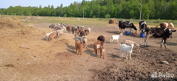 Продажи овец