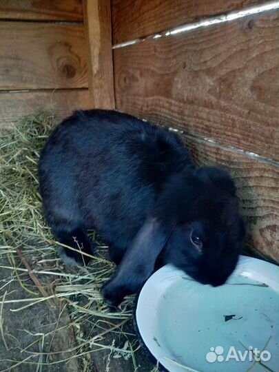 Кролики породы французский баран