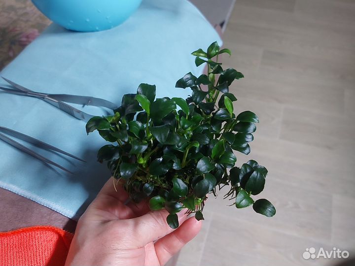 Анубиас Панголино