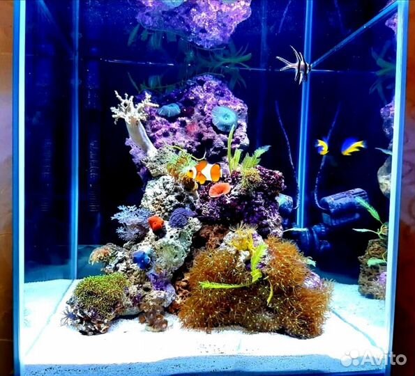 Морской Аквариум / Коралловый Риф